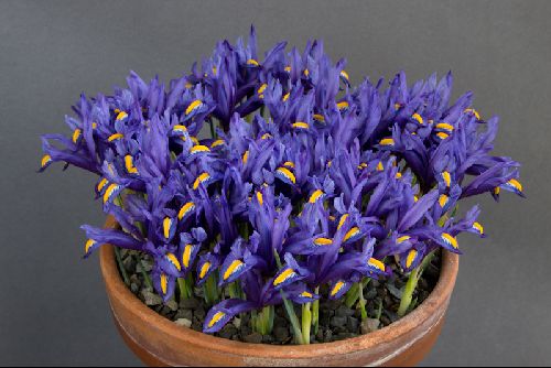 Iris hyrcana